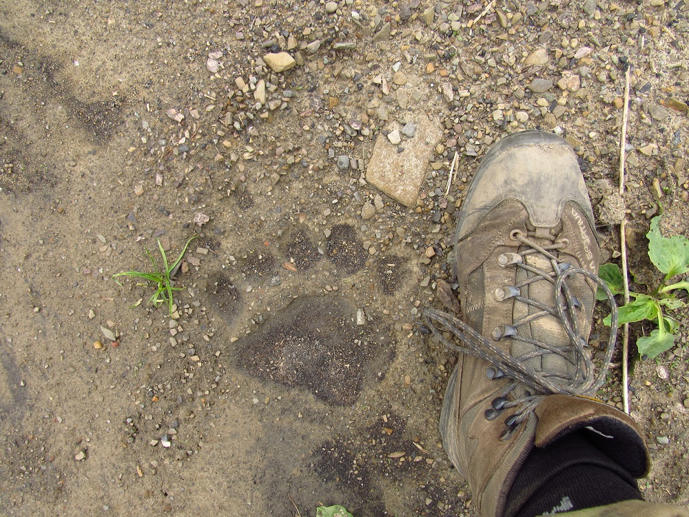 Medvěd, stopa / brown bear, track
