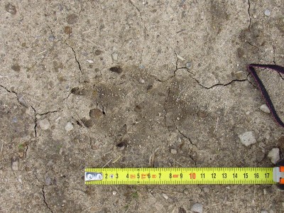 vlčí stopy jednotlivé, písek / gray wolf (canis lupus), track, sand