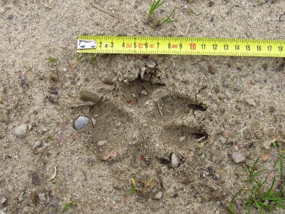 čerstvé vlčí stopy, jednotlivé otisky, písek / gray wolf (canis lupus), fresh tracks, sand