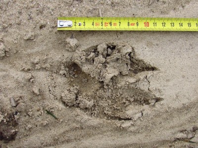 čerstvé vlčí stopy, jednotlivé otisky, písek / gray wolf (canis lupus), fresh tracks, sand