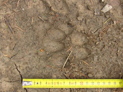 gray wolf (canis lupus), fresh tracks, double register