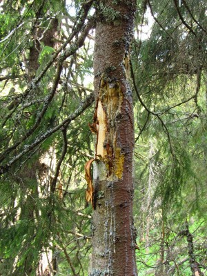 IMG_0396.JPG (346.56 KiB) Zobrazeno 17834 x Medvěd hnědý (ursus arctos), značení teritoria / Brown bear, territorial marking