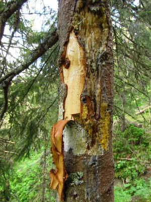 IMG_0398.JPG (308.05 KiB) Zobrazeno 17834 x Medvěd hnědý (ursus arctos), značení teritoria / Brown bear, territorial marking