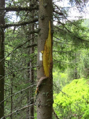 IMG_0404.JPG (351.43 KiB) Zobrazeno 17834 x Medvěd hnědý (ursus arctos), značení teritoria / Brown bear, territorial marking