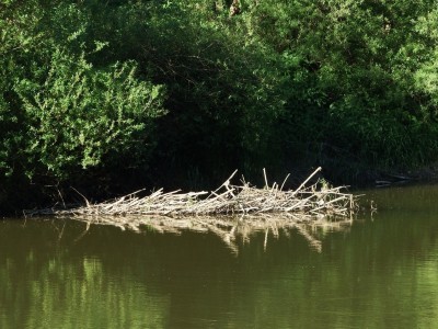 bobri hraz Berounka.JPG