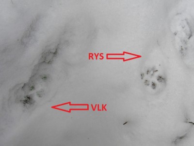 vlk a rys, srovnání velikosti otisků, stopy ve sněhu / comparison of wolf and lynx tracks in snow