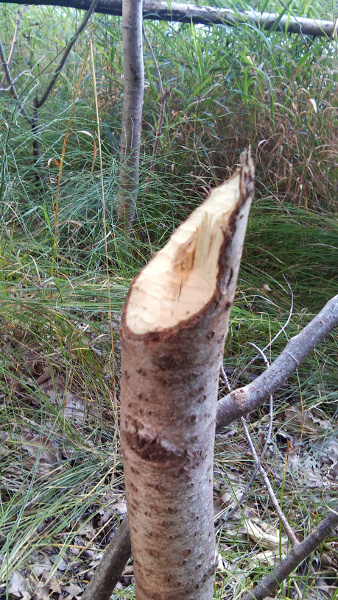 gnawed branch end