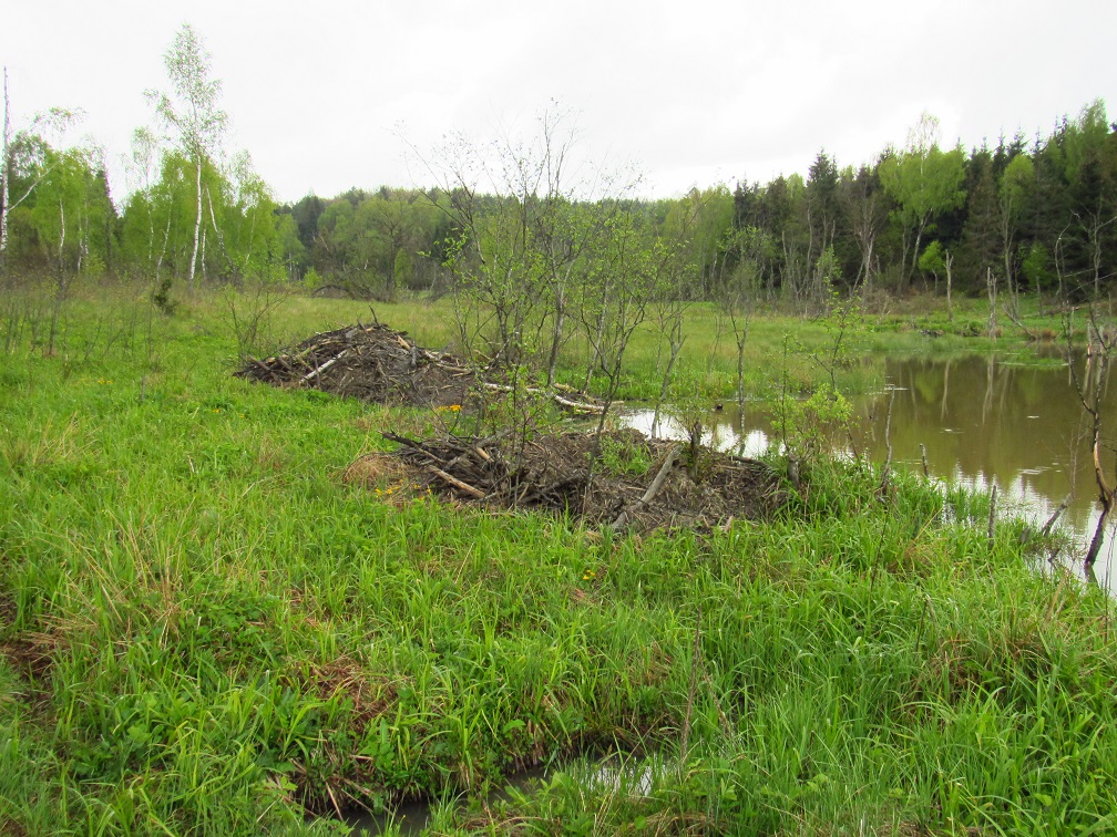 Bobří hrady, přední je poškozen medvěděm / Beaver lodge, the front one is damaged by bear