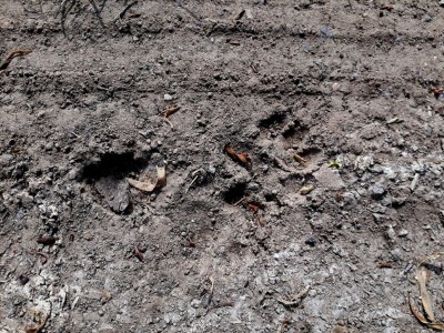 jezevec 20180508_130308.jpg