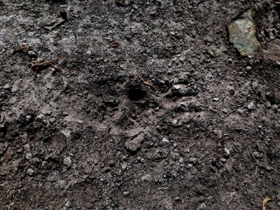 jezevec 20180508_130317.jpg