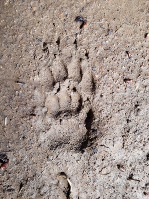 jezevec lesni 20180414_140118.jpg