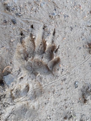 jezevec lesni 20180414_140132.jpg