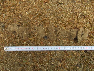 Vlk obecný, trus / gray wolf (canis lupus), scat