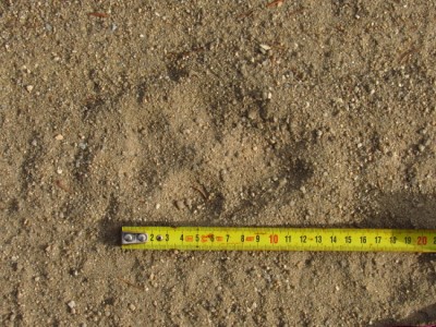 Vlk obecný, stopy / gray wolf (canis lupus), tracks