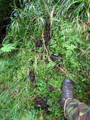 IMG_0005 (3).jpg (492.77 KiB) Zobrazeno 17820 x Medvěd hnědý (ursus arctos), trus / Brown bear, scat