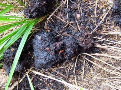 IMG_0043.jpg (265.33 KiB) Zobrazeno 17819 x Medvěd hnědý (ursus arctos), trus / Brown bear, scat