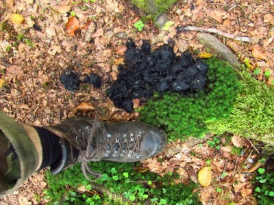 IMG_0057.jpg (262.63 KiB) Zobrazeno 17819 x Medvěd hnědý (ursus arctos), trus / Brown bear, scat