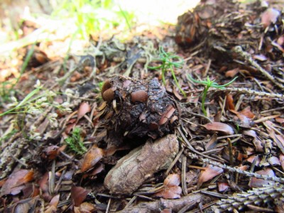 IMG_0432.JPG (223.87 KiB) Zobrazeno 17816 x Medvěd hnědý (ursus arctos), trus / Brown bear, scat