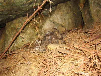 IMG_0123.jpg (245.1 KiB) Zobrazeno 17815 x Medvěd hnědý (ursus arctos), trus / Brown bear, scat